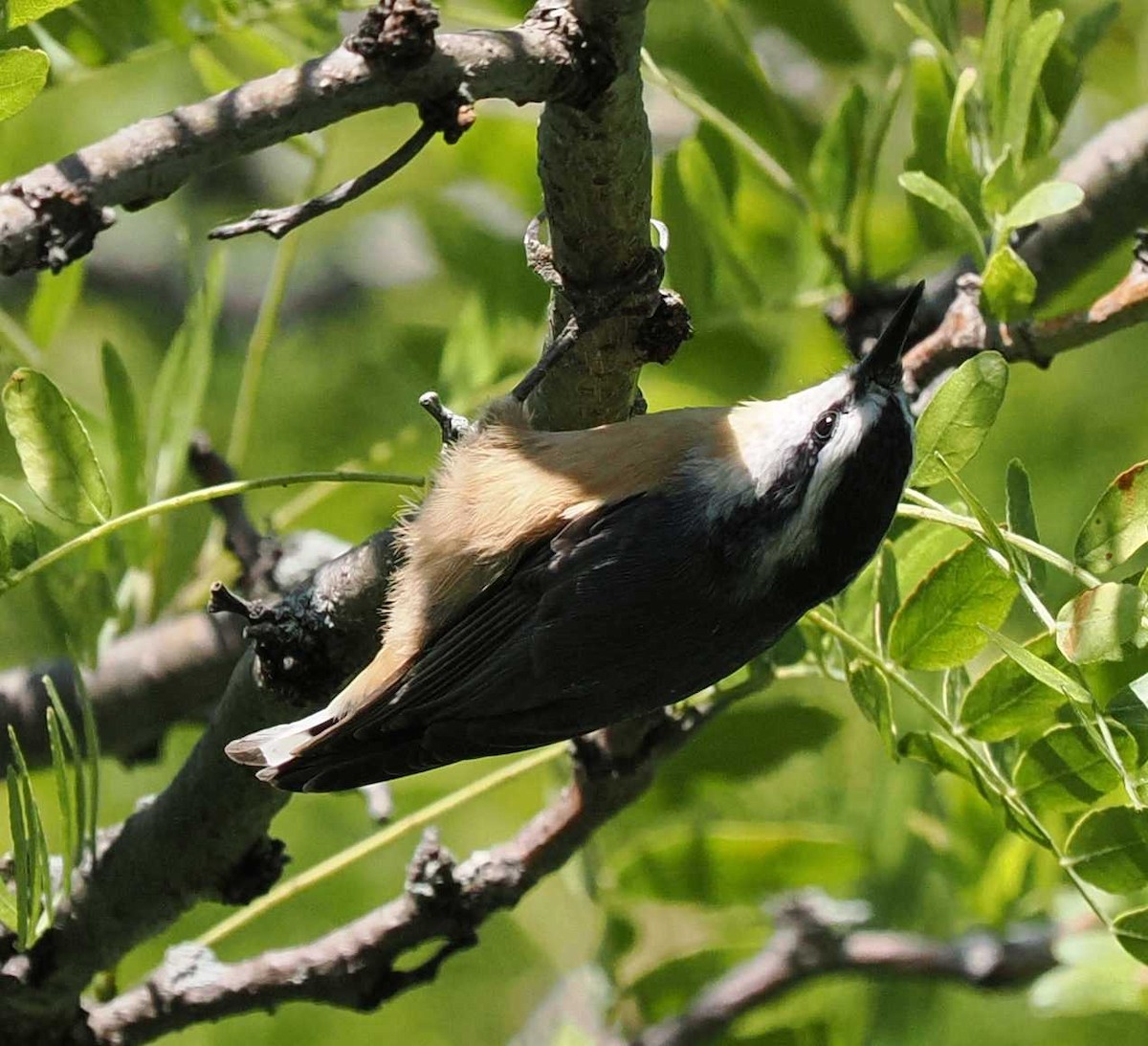 Red-breasted Nuthatch - ML641249028