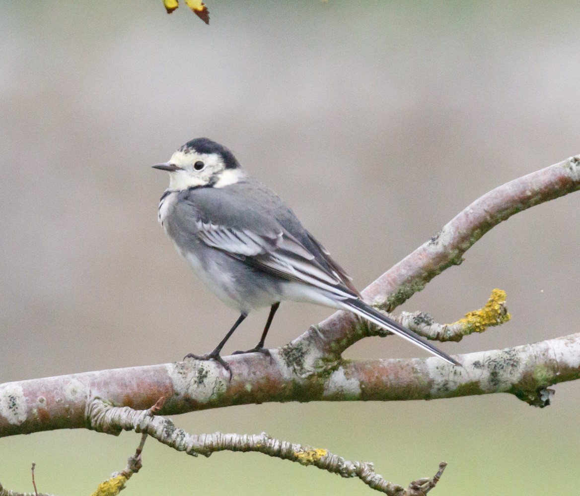 White Wagtail - ML641249041