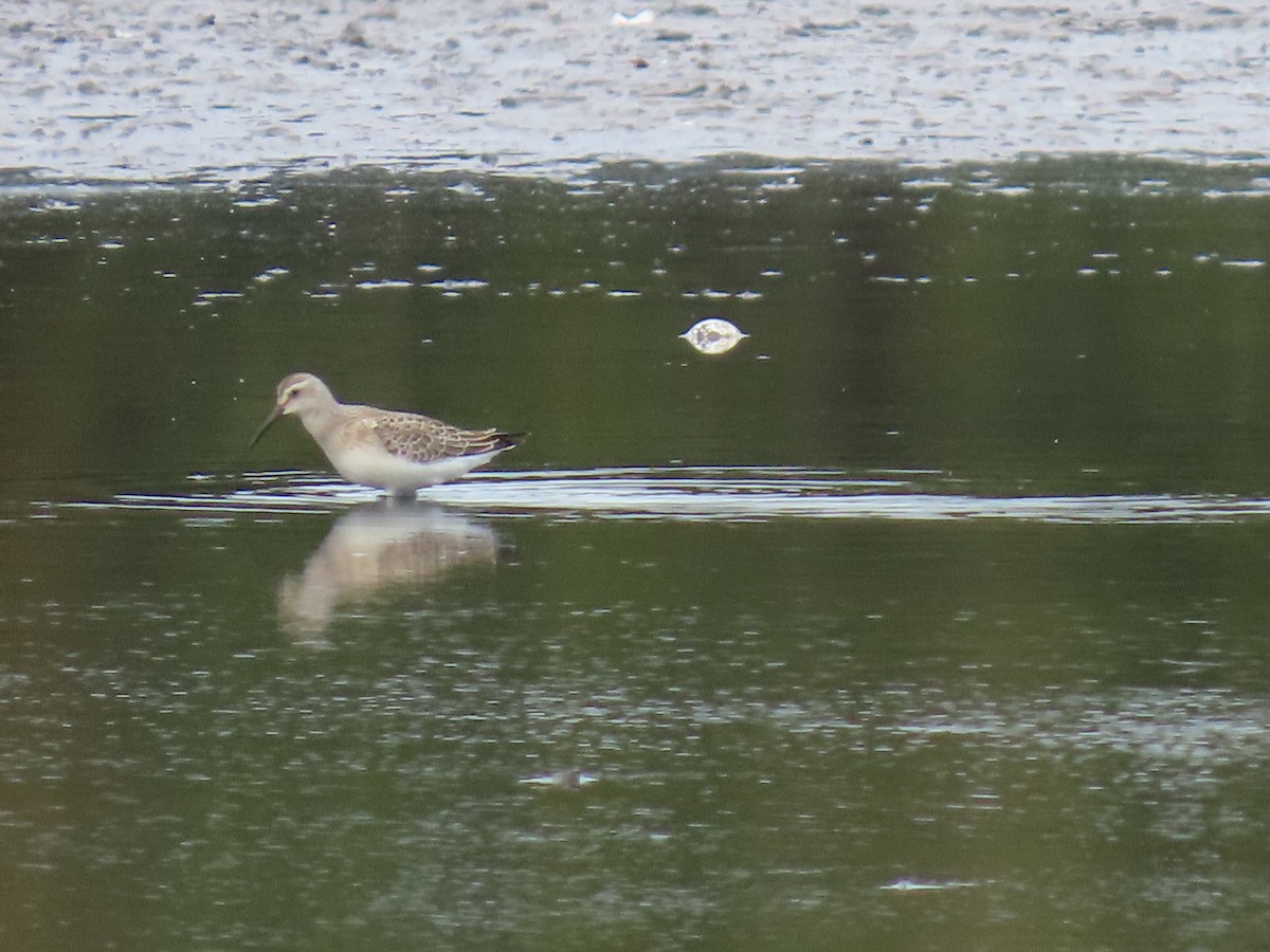 Curlew Sandpiper - ML641249052