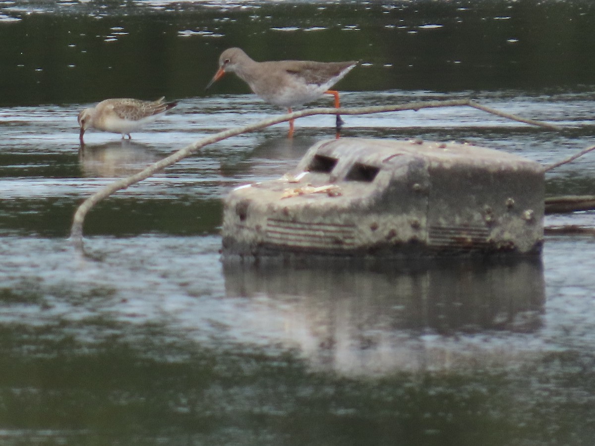 Curlew Sandpiper - ML641249053