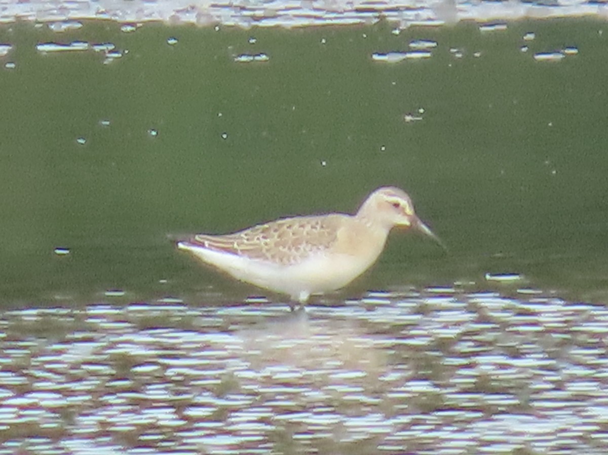 Curlew Sandpiper - ML641249054