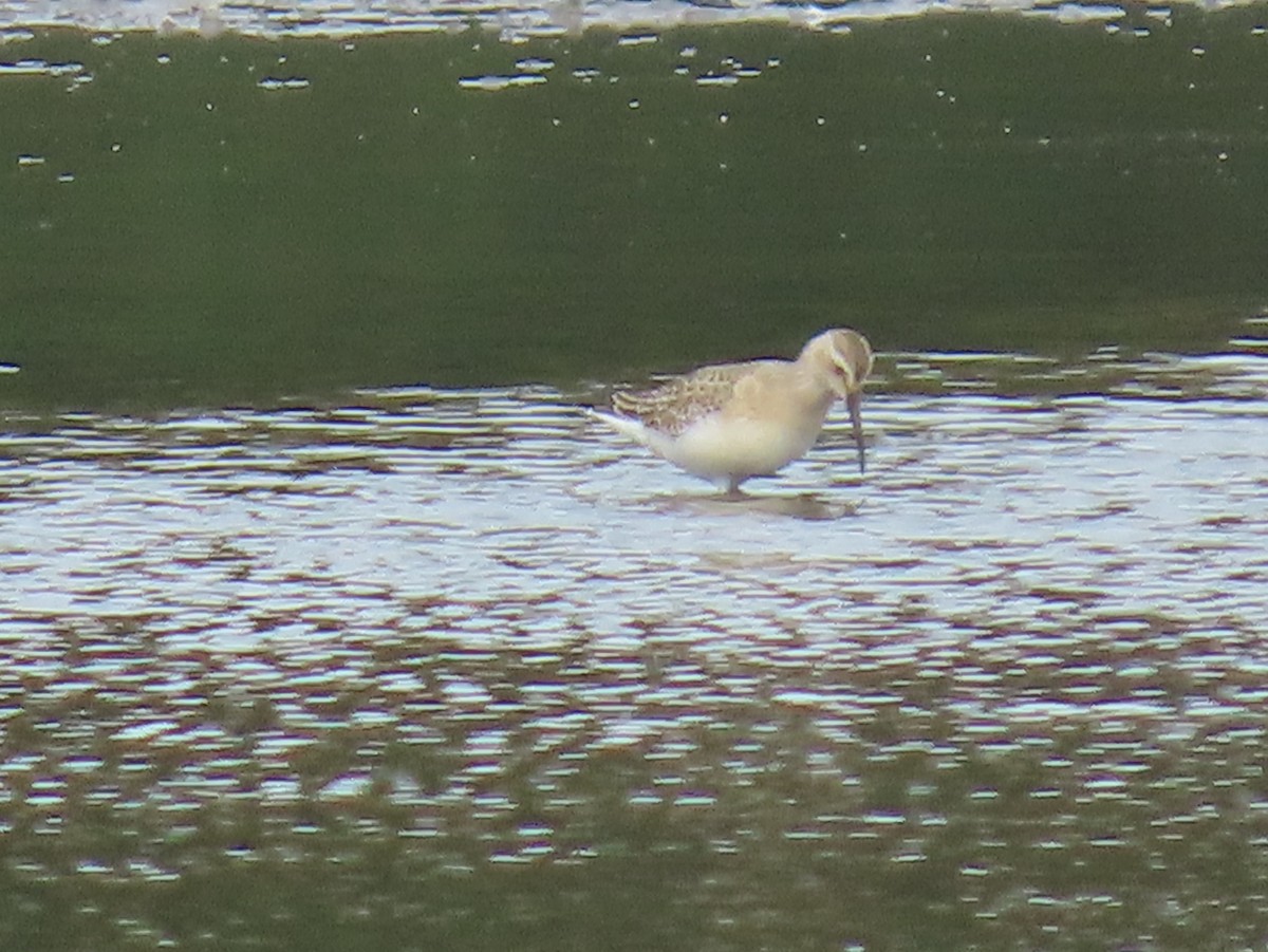 Curlew Sandpiper - ML641249055