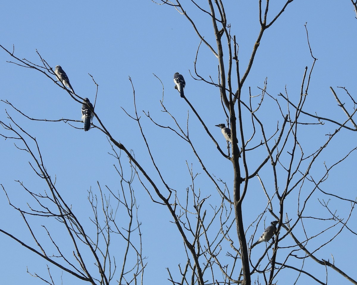 Blue Jay - ML641249089
