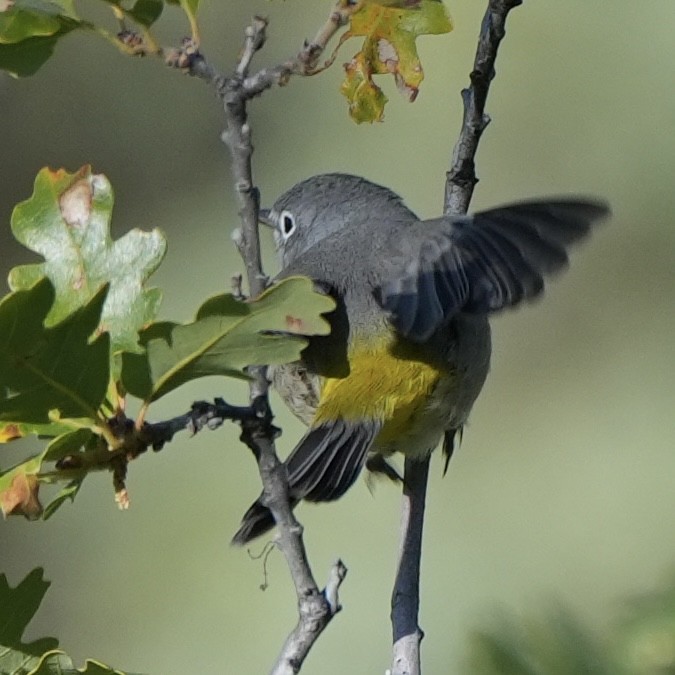Virginia's Warbler - ML641249092
