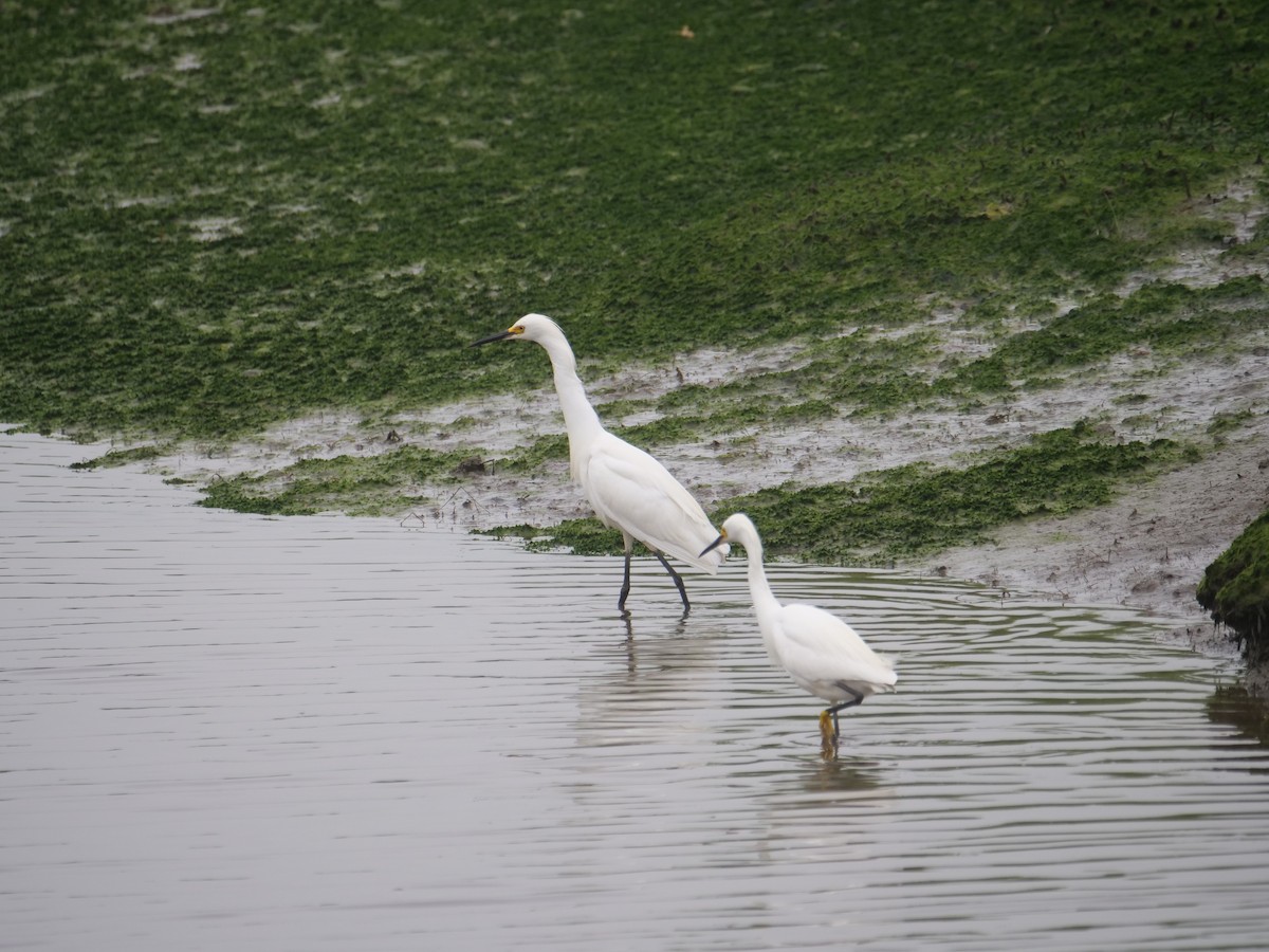 Aigrette neigeuse - ML641249093