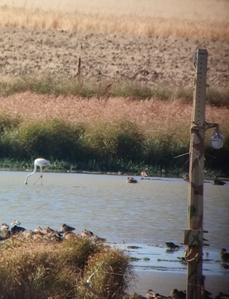 Greater Flamingo - ML641249140