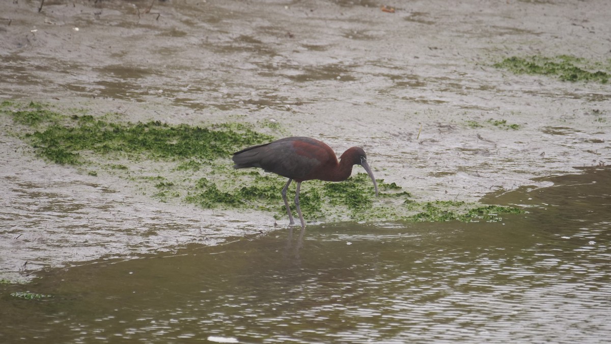 Ibis falcinelle - ML641249161