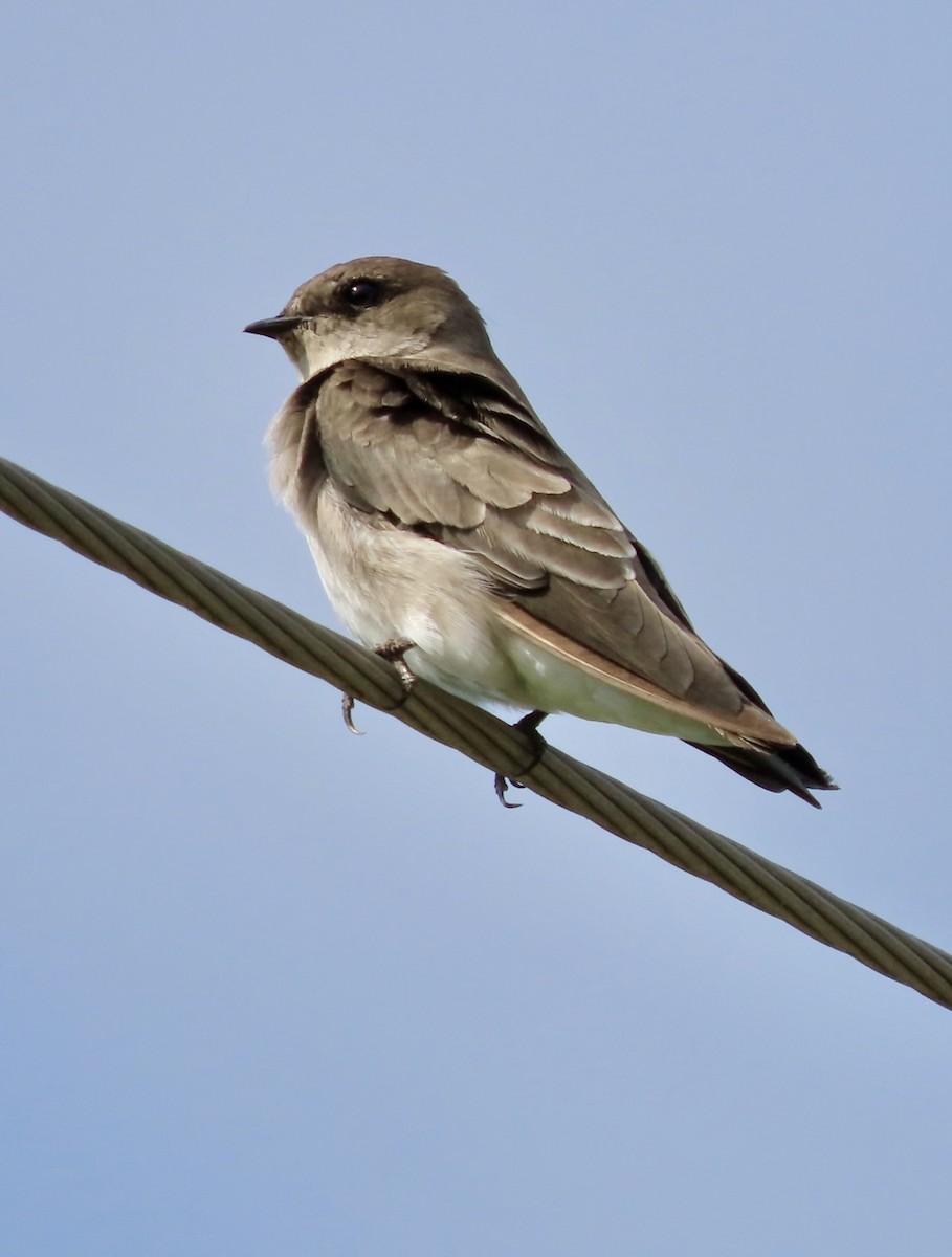 Northern Rough-winged Swallow - ML641249186