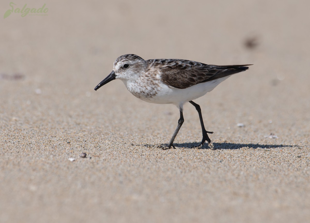 Semipalmated Sandpiper - ML641249202