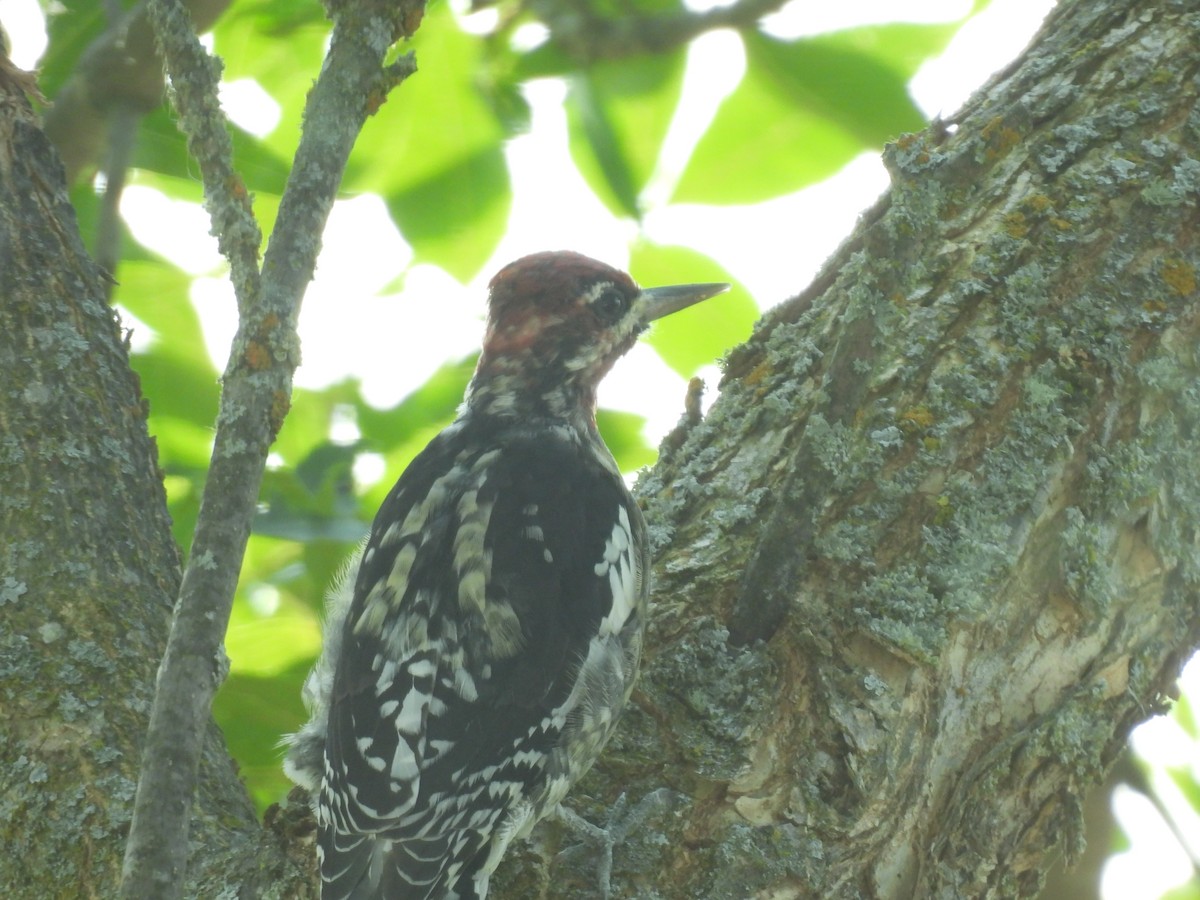 Red-naped x Red-breasted Sapsucker (hybrid) - ML641249206