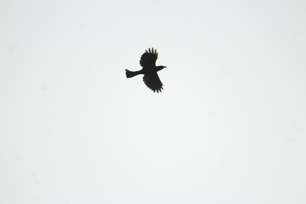 Hair-crested Drongo - ML641249212
