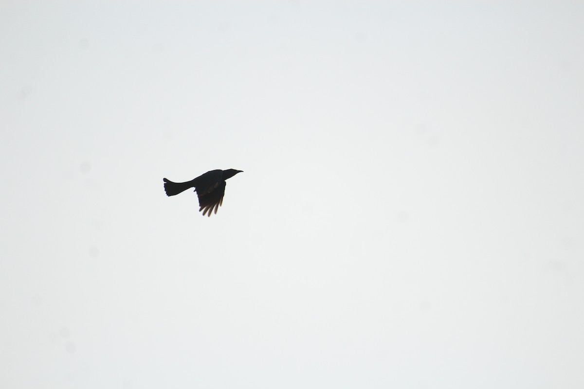 Hair-crested Drongo - ML641249213