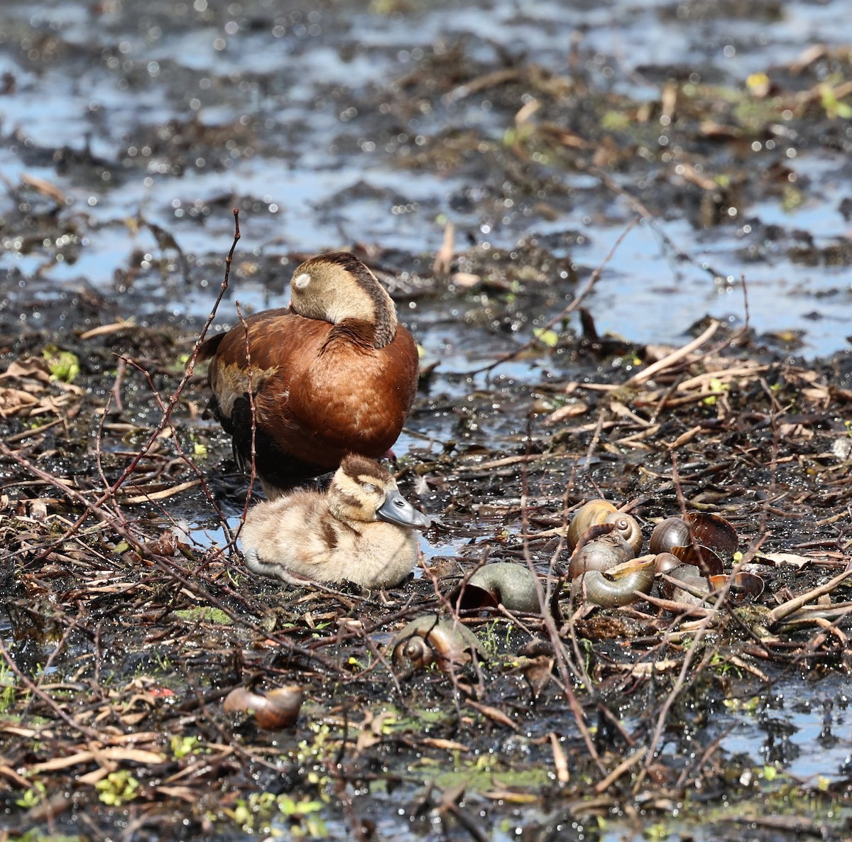 Black-bellied Whistling-Duck - ML641249239