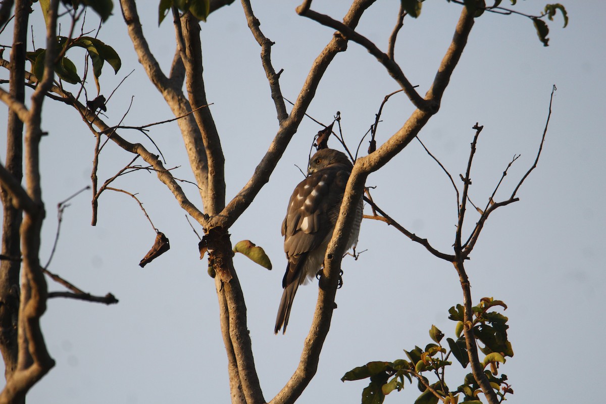 Shikra - ML641249243