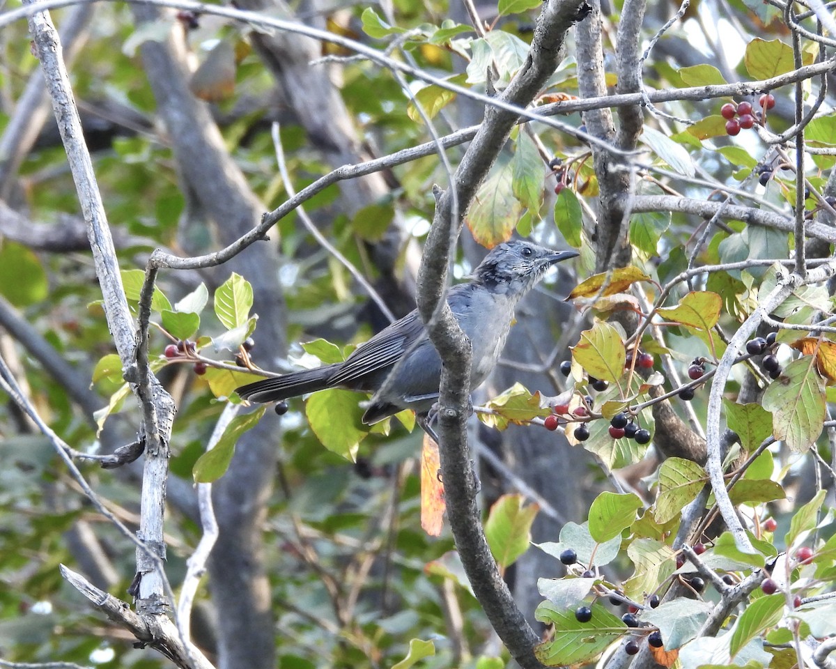 Gray Catbird - ML641249248