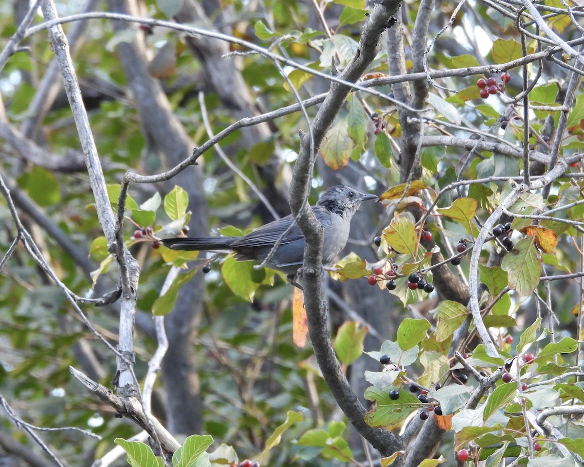 Gray Catbird - ML641249250