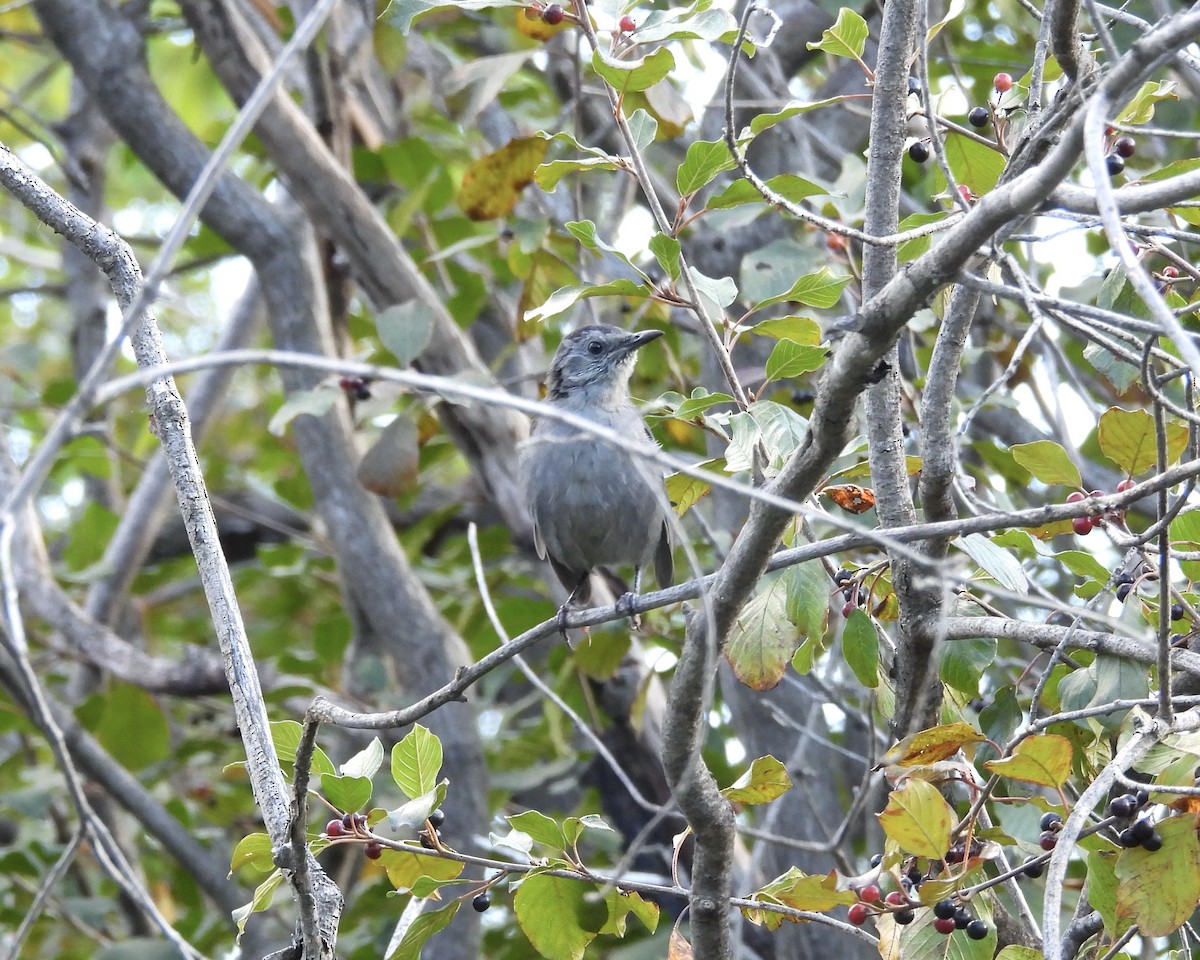 Gray Catbird - ML641249252