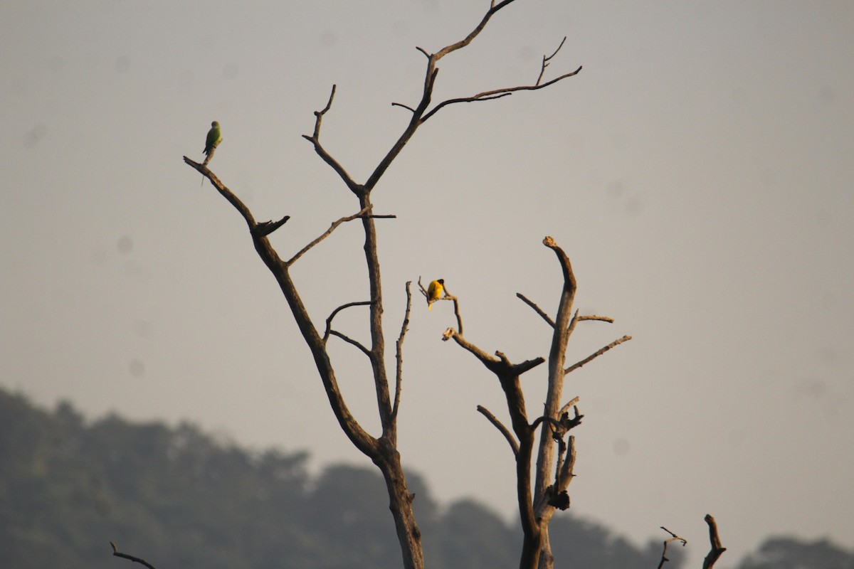 Black-hooded Oriole - ML641249253