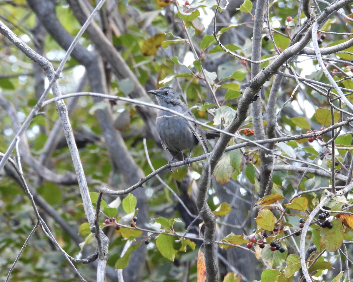 Gray Catbird - ML641249254