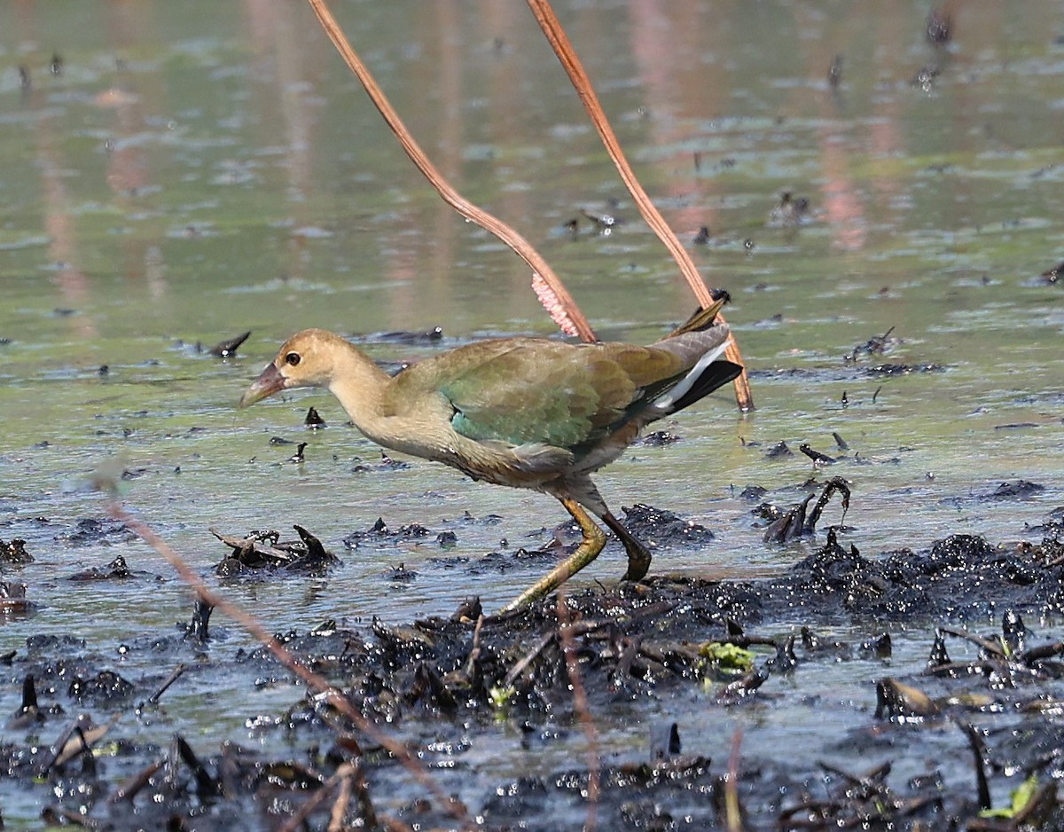 Purple Gallinule - ML641249255