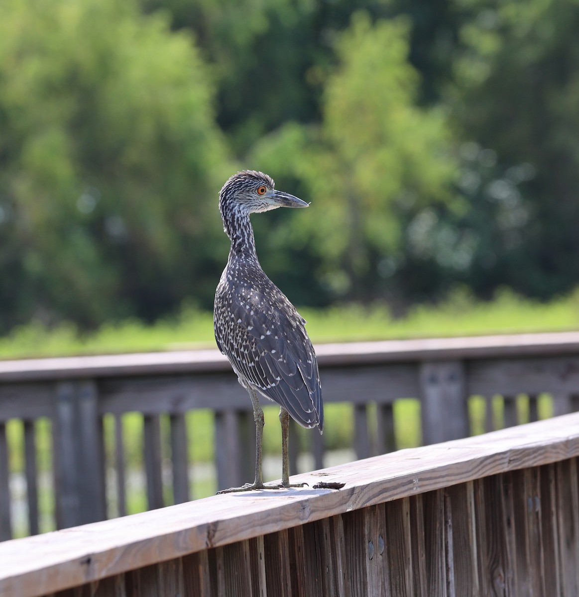 Yellow-crowned Night Heron - ML641249267