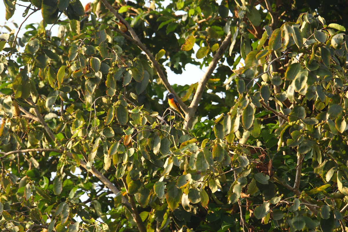 Small Minivet - ML641249292