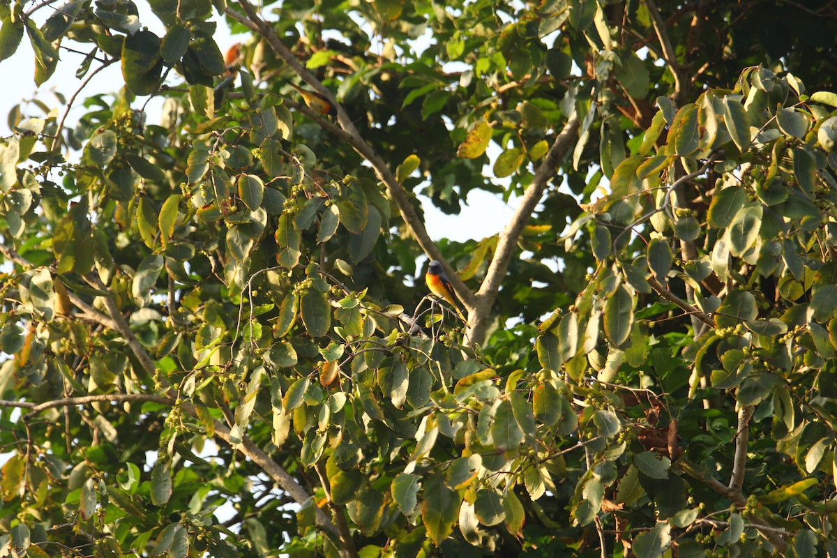 Small Minivet - ML641249293