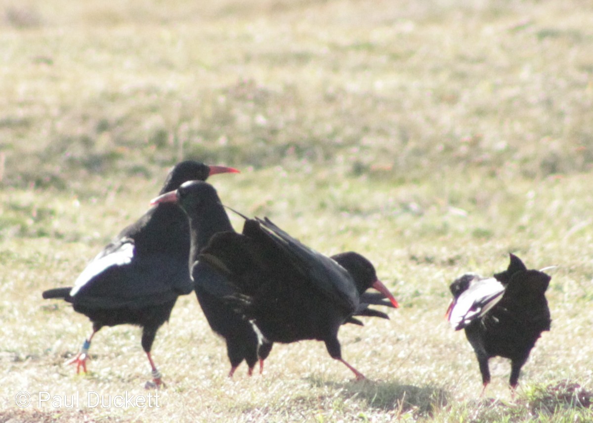Red-billed Chough - ML641249299