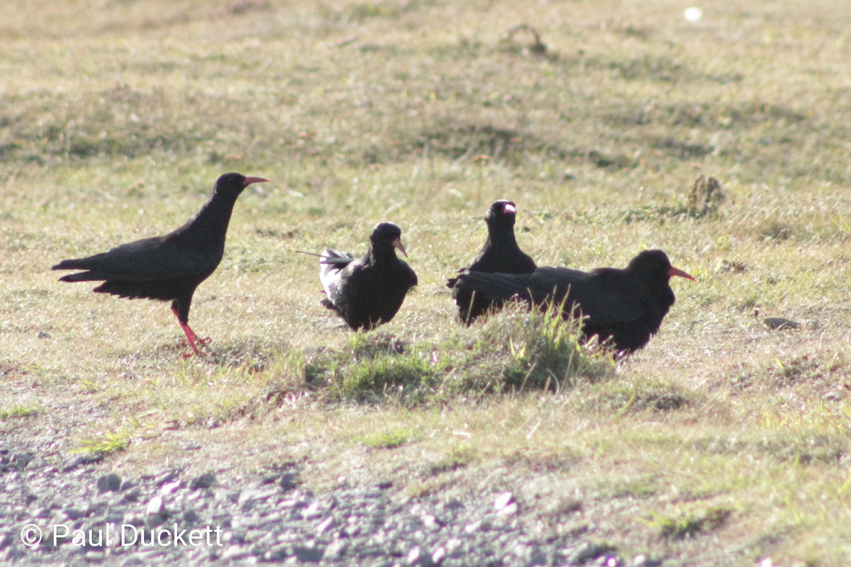 Red-billed Chough - ML641249304