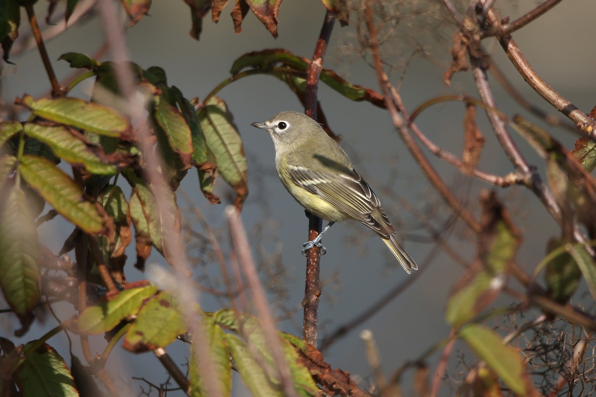 Cassin's Vireo - ML641249323