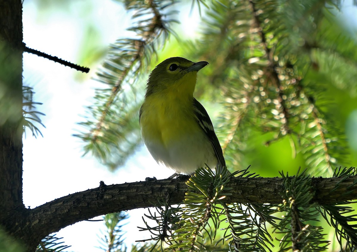 Yellow-throated Vireo - ML641249335
