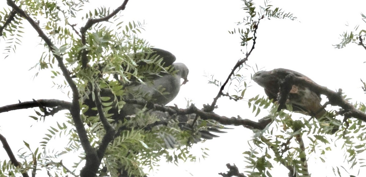 Mississippi Kite - ML641249337
