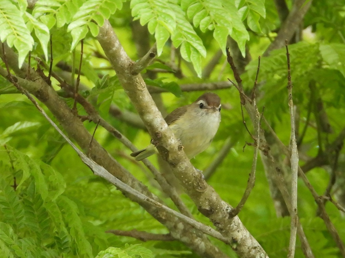 Viréo à calotte brune - ML641249362