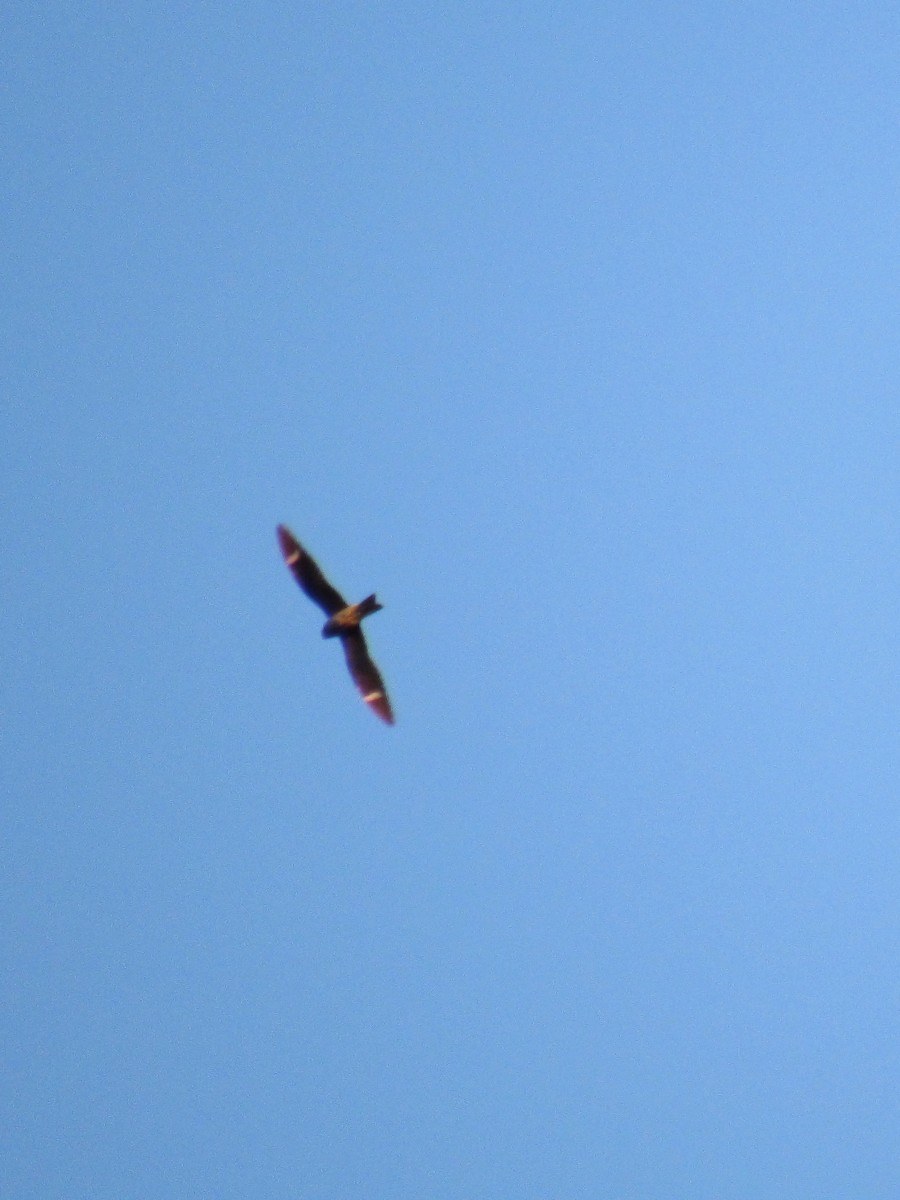 Common Nighthawk - ML641249374