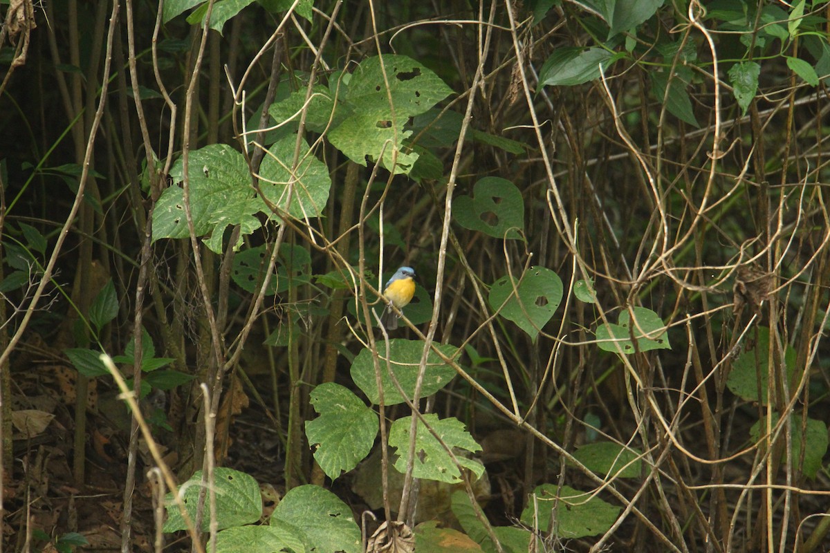 Tickell's Blue Flycatcher - ML641249399