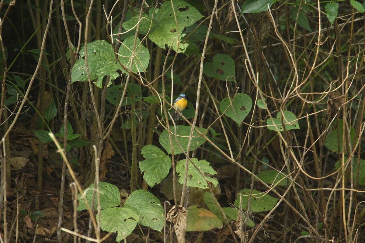 Tickell's Blue Flycatcher - ML641249407