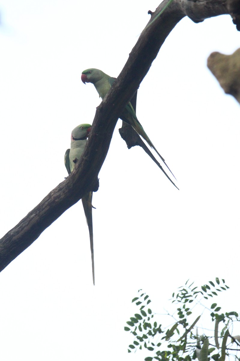 Alexandrine Parakeet - ML641249445