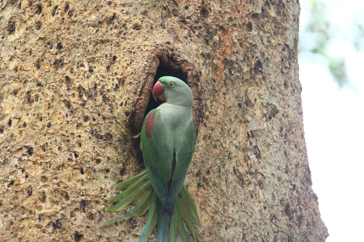 Alexandrine Parakeet - ML641249446