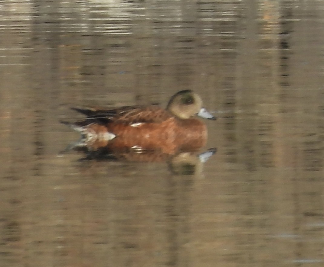 Canard d'Amérique - ML641249450