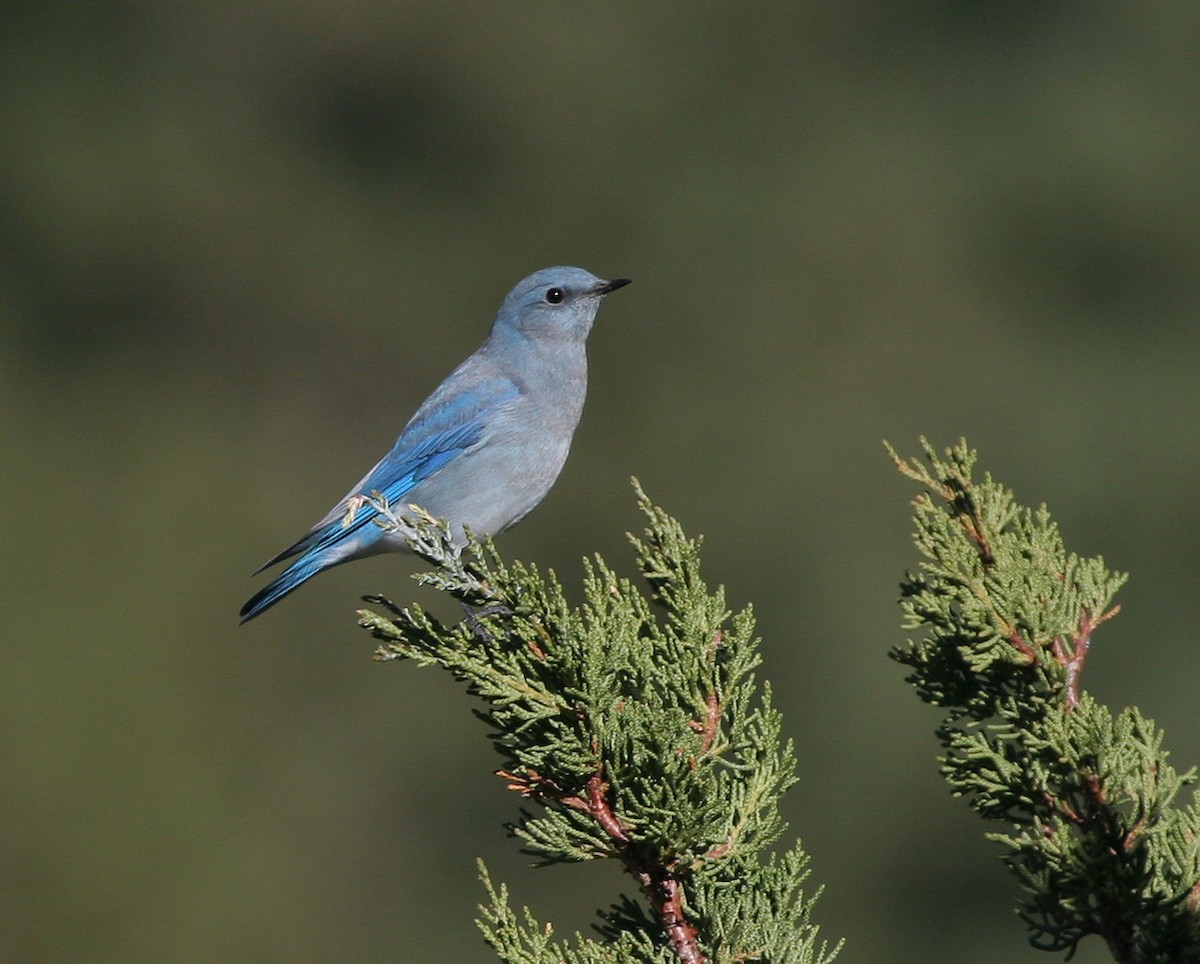 Mountain Bluebird - ML641249481