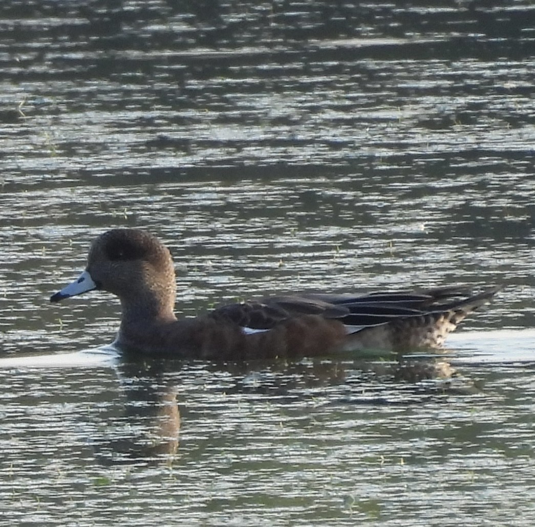 Canard d'Amérique - ML641249488