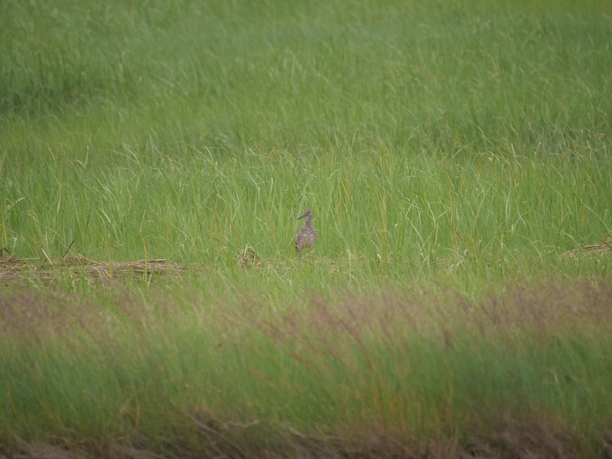 Willet - ML641249503