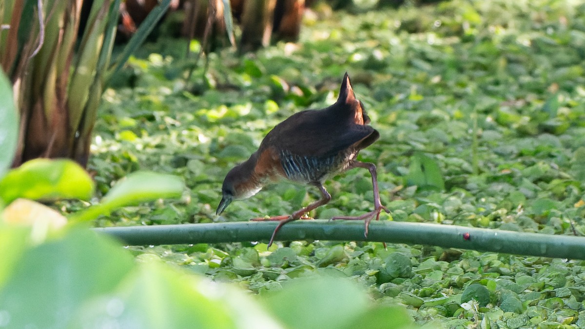 ノドジロコビトクイナ - ML641249504