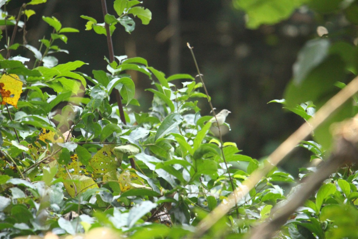 Pale-billed Flowerpecker - ML641249526