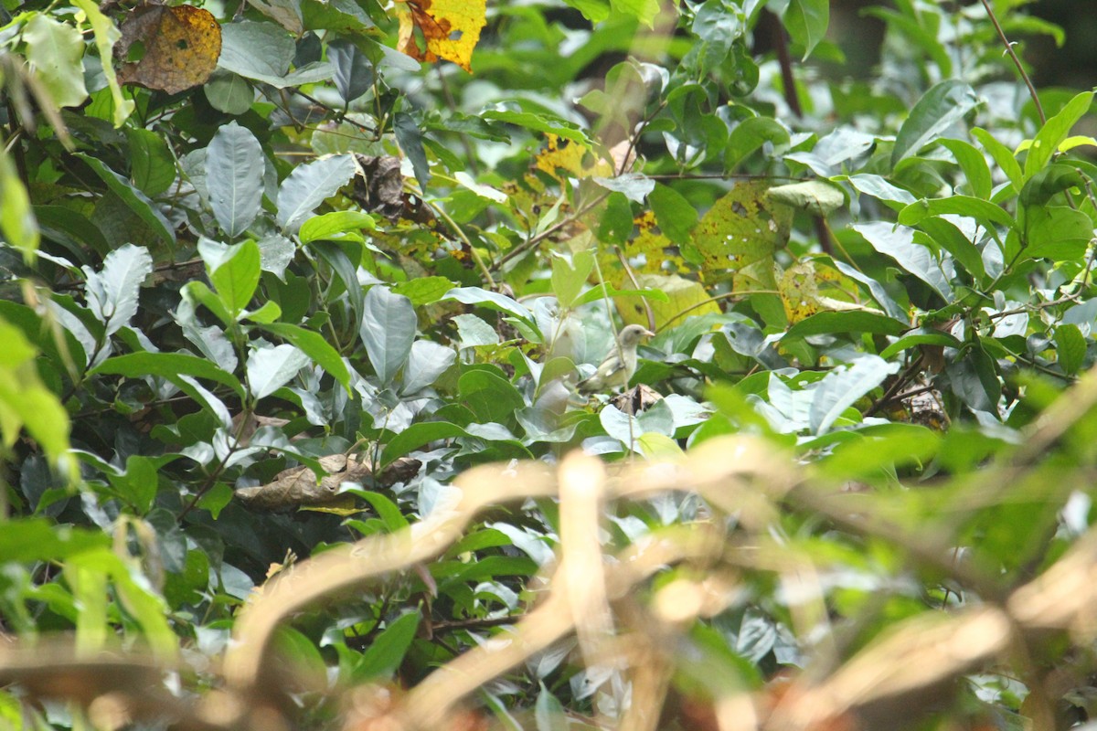 Pale-billed Flowerpecker - ML641249527