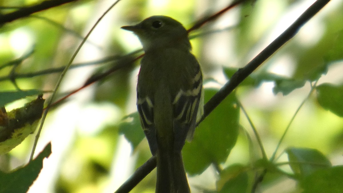 Empidonax sp. - ML641249537