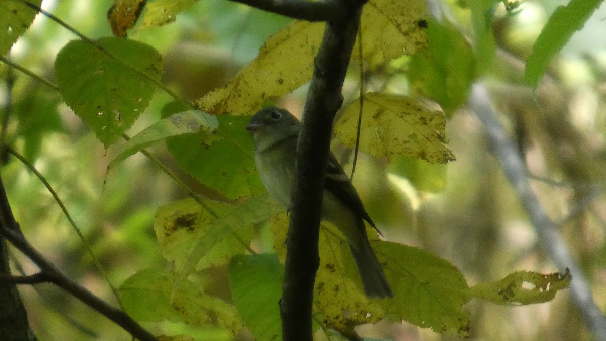 Empidonax sp. - ML641249539