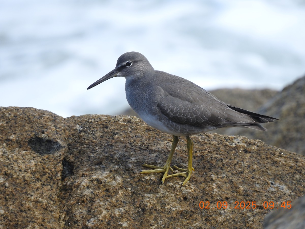 Wandering Tattler - ML641249592