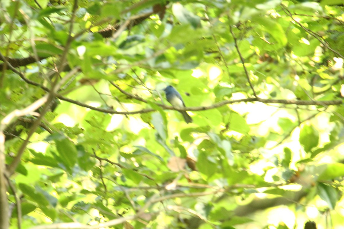 Black-naped Monarch - ML641249597