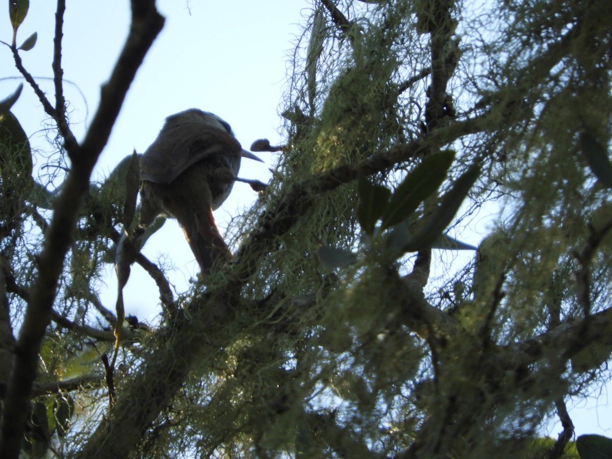 Stripe-crowned Spinetail - ML64124961